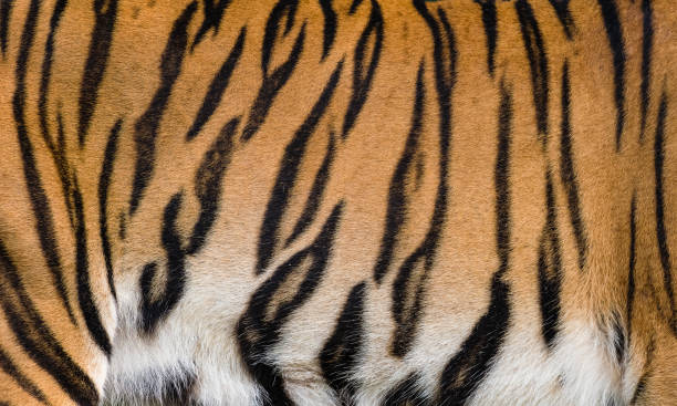 istock Real tiger skin 1064711386