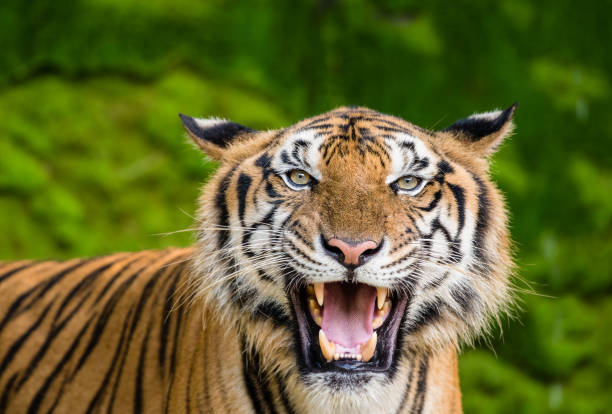 istock Bengal tiger in the wild 1064711456