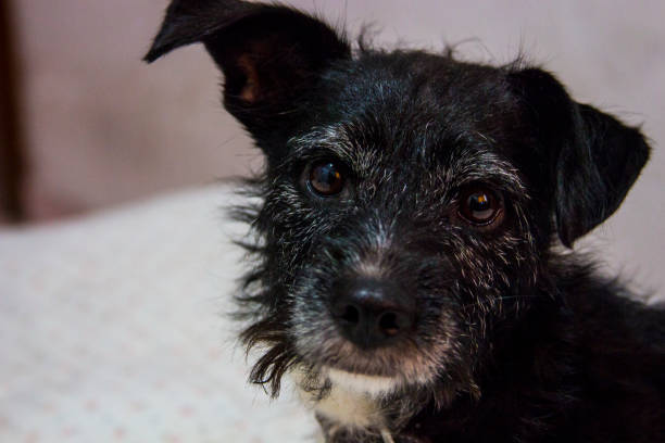 istock Doggy wisdom look 1064715188