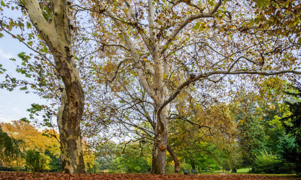 istock Park in the early fall with the big tree 1064715224