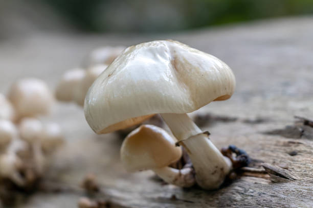 istock Porcelain fungus on a fallen old rotting tree trunk 1064715840