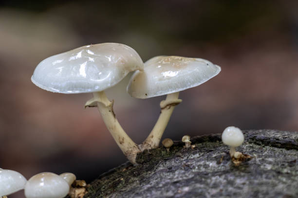 istock Porcelain fungus on a fallen old rotting tree trunk 1064715842