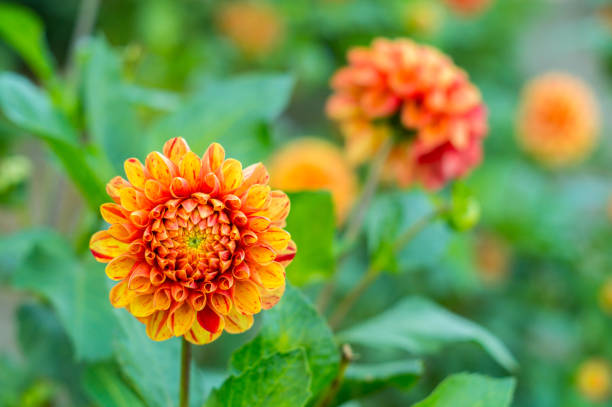 istock Orange dahlia flower on the bush, closeup 1064718546