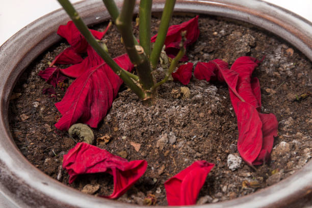 flor de nochebuena (euphorbia pulcherrima). - poinsettia flower potted plant plant fotografías e imágenes de stock