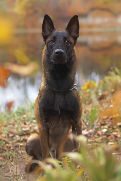 istock Serious young Belgian Shepherd dog Malinois with a chain collar sitting outdoors on a river bank in autumn 1064723234