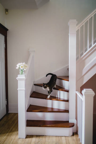 istock Domestic cat go down the stairs 1064727660