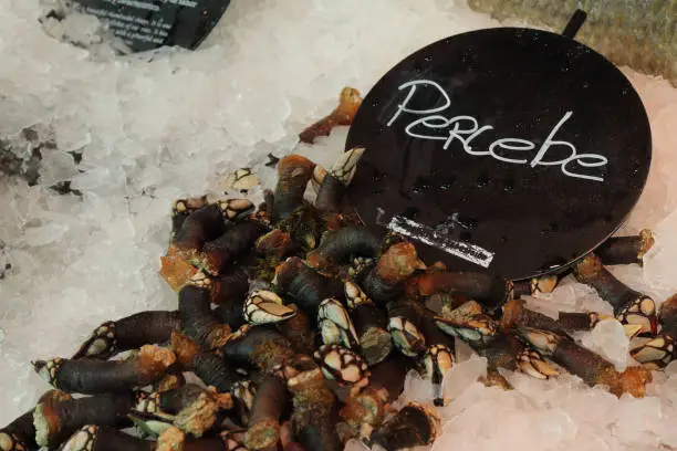 Some goose neck barnacles (Pollicipes pollicipes) on fine ice with a sign in Spanish language in St.Michael Market (Mercado de San Miguel) in Madrid