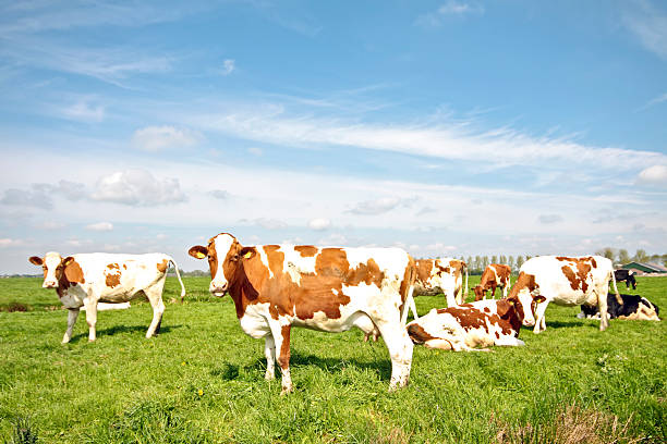 istock Cows in the meadows from Netherlands at springtime 106472998