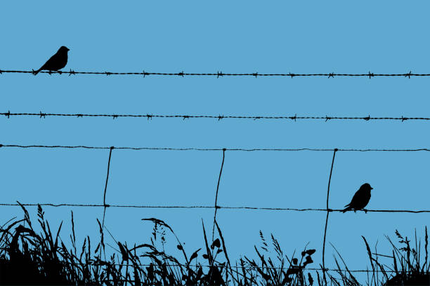 Skylarks Resting on a Barbed Wire Fence Skylark vector shape on a solid fill colour background. alauda stock illustrations