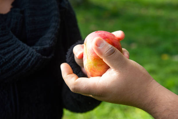 This is a close up photograph of a millennial Hispanic couple selecting freshly picked apples while on a weekend day trip to a Westchester County orchard in upstate New York USA.