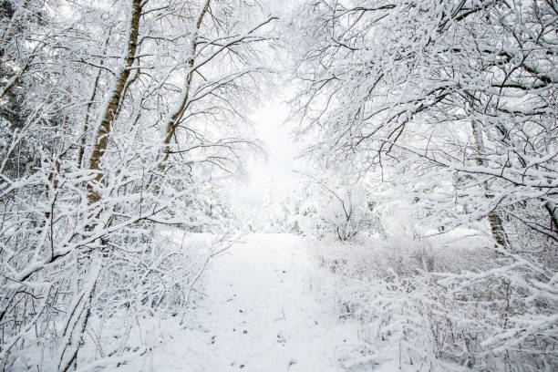 istock Snow-covered forest, birch trees close-up, Latvia 1064732738