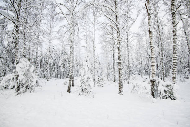 istock Snow-covered forest, birch trees close-up, Latvia 1064732782