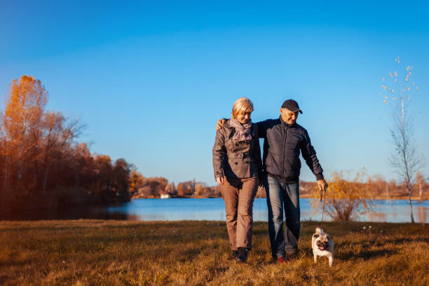 Senior couple walking pug dog in autumn park by river. Happy man and woman enjoying time with pet. Senior couple walking pug dog in autumn park by river. Happy man and woman enjoying spending time with pet outdoors man walking a pug dog stock pictures, royalty-free photos & images