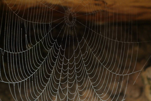 istock A spider web covered with dew at morning, with brown rocks on the background, in the Alps mountains, Italy 1064733358