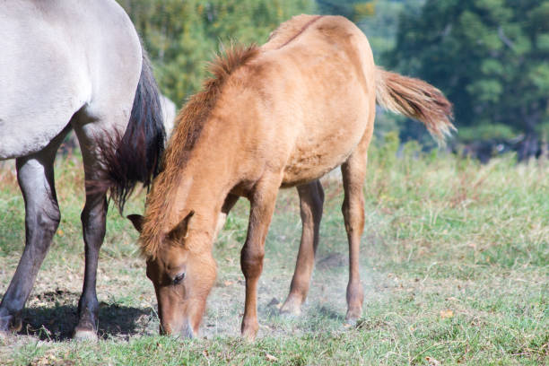 istock The Tarpan Horse 1064735676