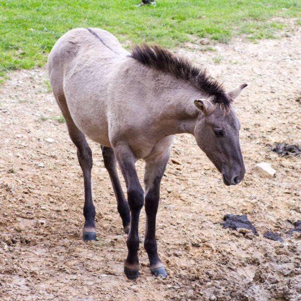 istock The Tarpan Horse 1064735740
