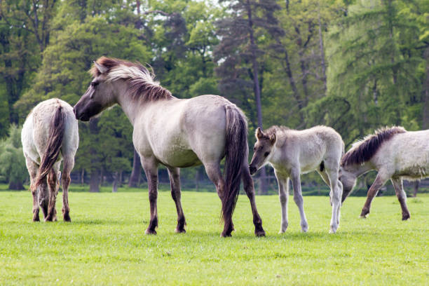 istock The Tarpan Horse 1064735772