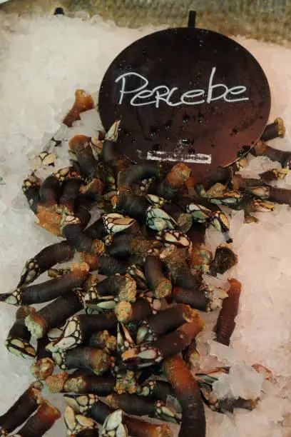 Some goose neck barnacles (Pollicipes pollicipes) on fine ice with a sign in Spanish language in St.Michael Market (Mercado de San Miguel) in Madrid