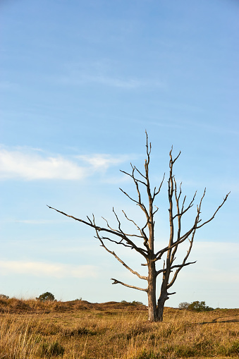 Vertical image of a solitaire dead tree in landscape with a blue sky and a few clouds with copy space