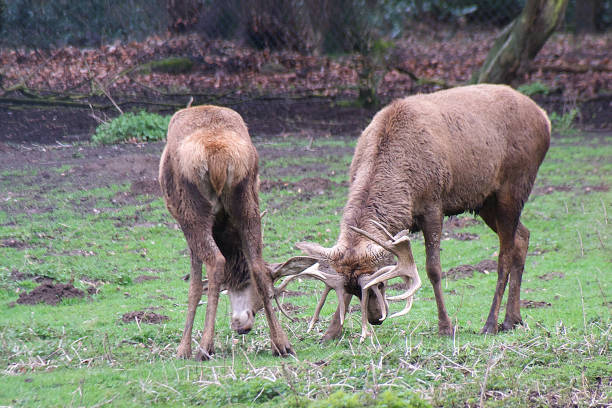 istock Rutting season as two stag red deer lock antlers 1064737886