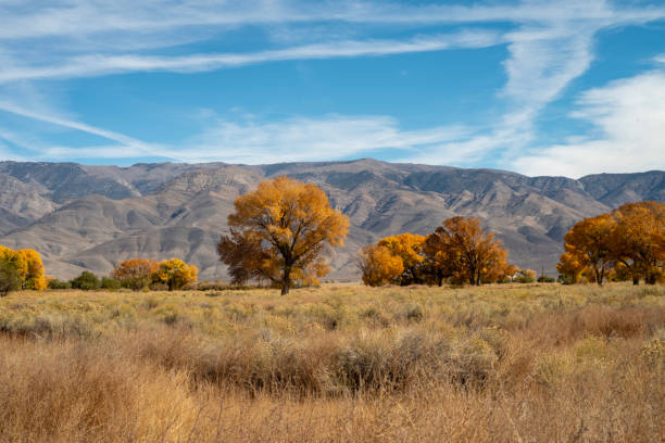 istock colorful fall foliage yellow leaves on trees Eastern Sierra 1064738012