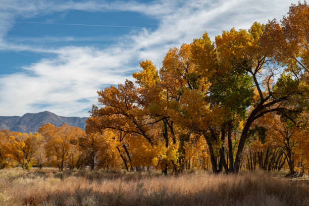 istock colorful fall foliage yellow leaves on trees Eastern Sierra 1064738022