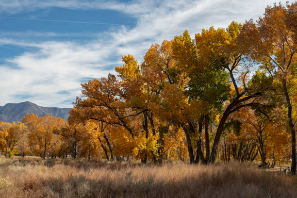 istock colorful fall foliage yellow leaves on trees Eastern Sierra 1064738030