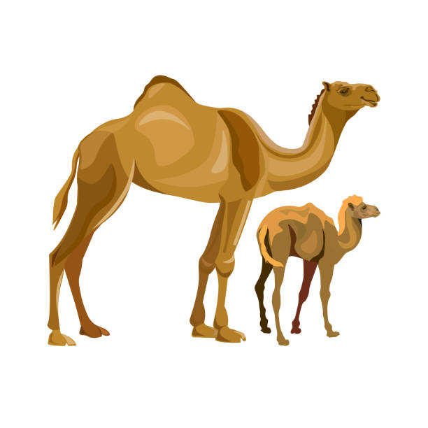 Camel with her calf A camel with her calf . Vector illustration isolated on white background dromedary camel stock illustrations