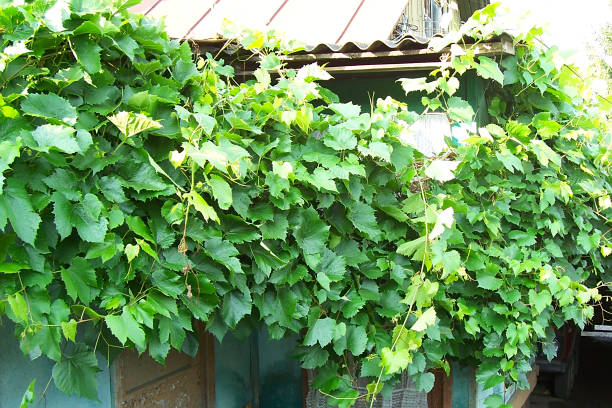 istock Grapes growing near the house 1064739866