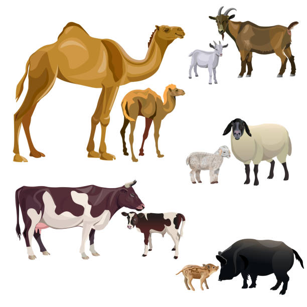 ilustraciones, imágenes clip art, dibujos animados e iconos de stock de animales de granja y sus hijos - suckling