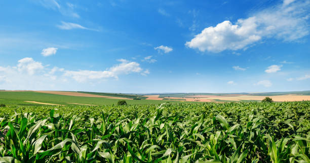 istock Bright green cornfield and blue sky with light cumulus clouds. 1064740754