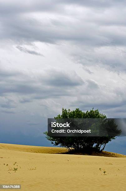 ローンツリーの砂漠 - もがくのストックフォトや画像を多数ご用意 - もがく, カラー画像, サスカチュワン州