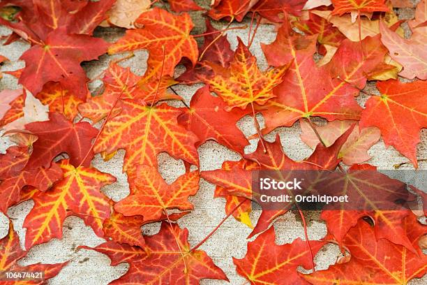 Amarilloveined Hojas De Arce Color Rojo Foto de stock y más banco de imágenes de Arce de azúcar - Arce de azúcar, Hoja, Abstracto