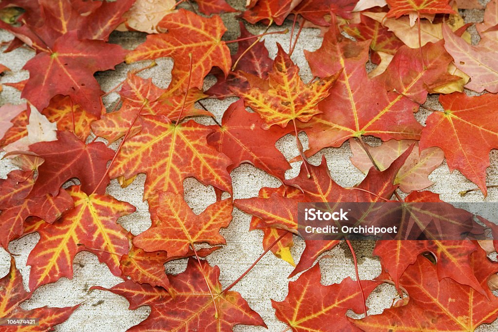 Amarelo-veined, cor vermelho folhas de bordo. - Foto de stock de Bordo Sacarino royalty-free