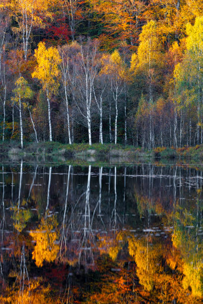 Autumn from a beautiful day in Sweden