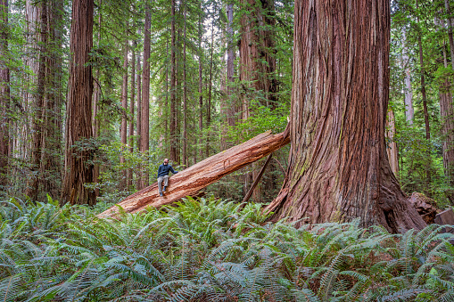 Stock photograph of man admiring giant coastal redwood trees in Redwood National Park