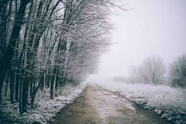 istock Birch forest in winter in black and white 1064745892