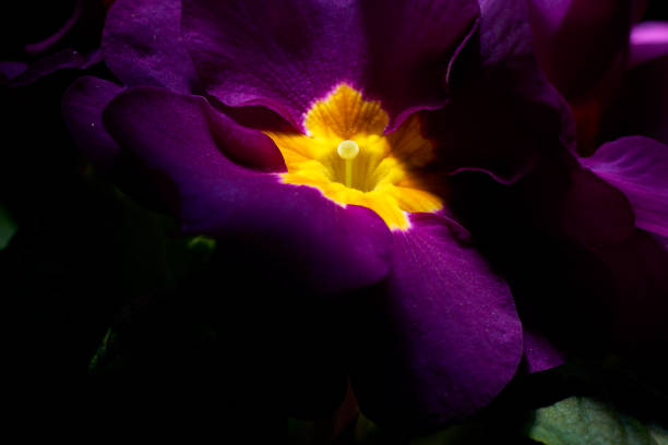 macro detail of primrose flower
