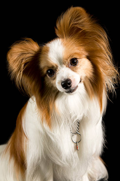 istock papillon dog portrait 106475774
