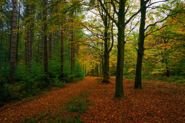 istock Autumn leaves covering the forest grounds 1064758384