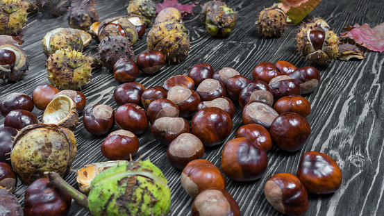 pile of aesculus hippocastanum or conker tree nuts on wooden table.