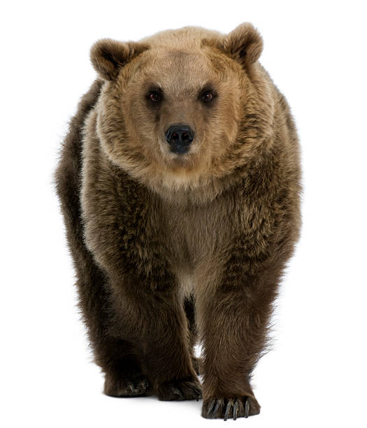 istock Front view of Female Brown Bear, 8 years old, walking. 106475926