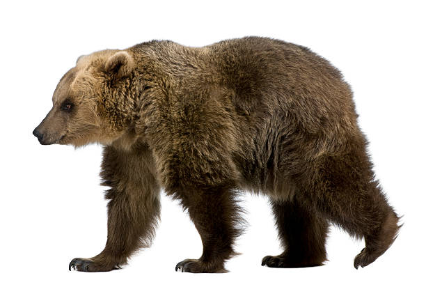 istock Profile of Brown Bear, 8 years old, walking. 106475937