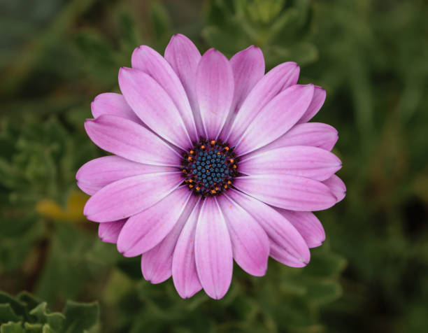 istock Pink flower on green natural background 1064761264