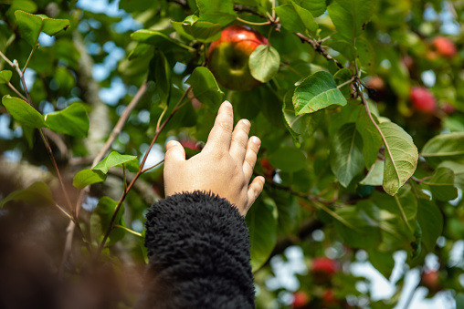 A woman’s hand reaches up to pick an apple from a tree in upstate NY, USA.