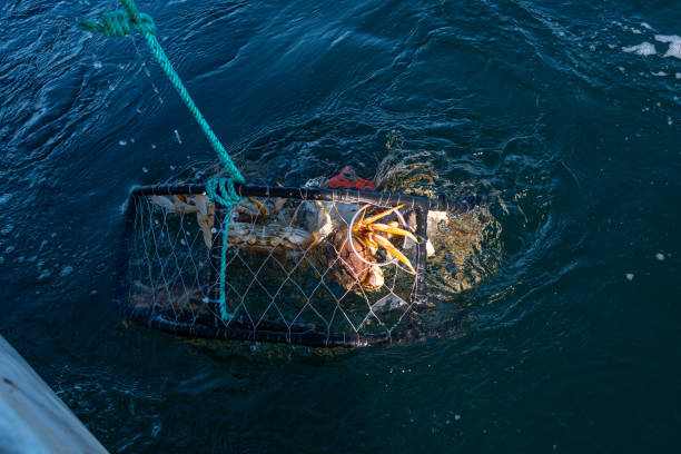 Fishing boat and a string of fishing nets and cages in the Bay of Cascais, Lisbon District, Portugal