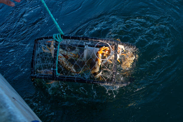 krab garnek jest wyciągany z oceanu z kraba lochu w nim - dungeness zdjęcia i obrazy z banku zdjęć