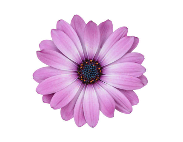 istock Purple beautiful flower on white background 1064762124
