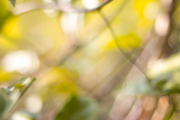 green blurred backdrop of nature, circle light wallpaper, white bokeh background