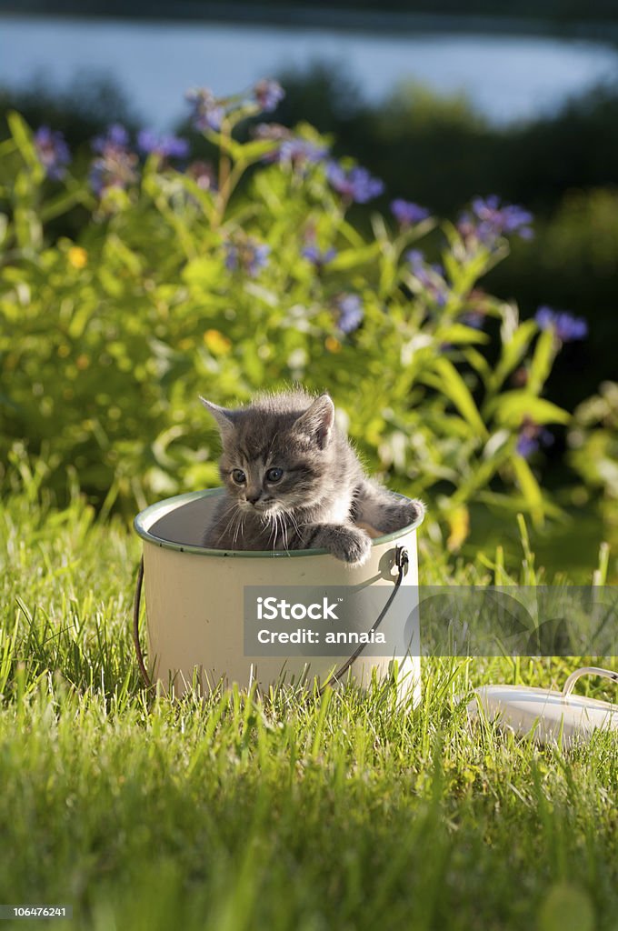 grey kitten in a pot  Animal Stock Photo
